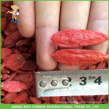 Ningxia Berry secado orgánico de Goji (Wolfberry) forma entera 350grains / 50gm para la exportación